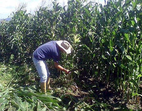 agronomia cuatro maiz