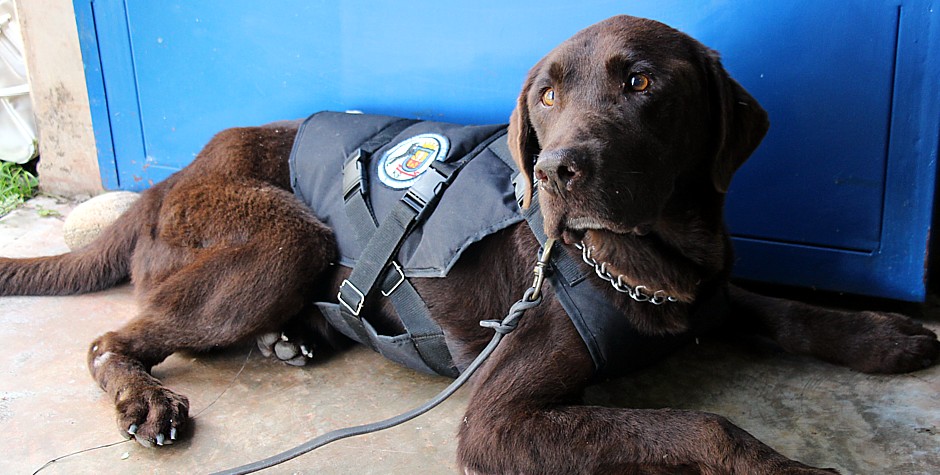 jornada de protección animal 1